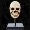 Human Skull Statue Sculpture(Human Skull Statue Sculpture)