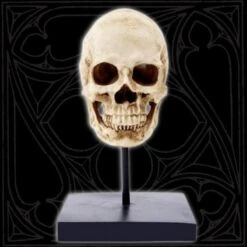 Human Skull Statue Sculpture(Human Skull Statue Sculpture)