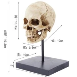 Human Skull Statue Sculpture(Human Skull Statue Sculpture) -Crewskull human skull statue sculpture 313