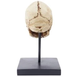 Human Skull Statue Sculpture(Human Skull Statue Sculpture) -Crewskull human skull statue sculpture 506
