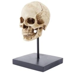 Human Skull Statue Sculpture(Human Skull Statue Sculpture) -Crewskull human skull statue sculpture 594