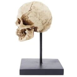 Human Skull Statue Sculpture(Human Skull Statue Sculpture) -Crewskull human skull statue sculpture 640
